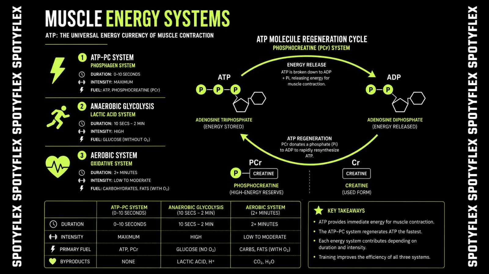Diagram showing ATP-PCr energy system and creatine's role in muscle energy production