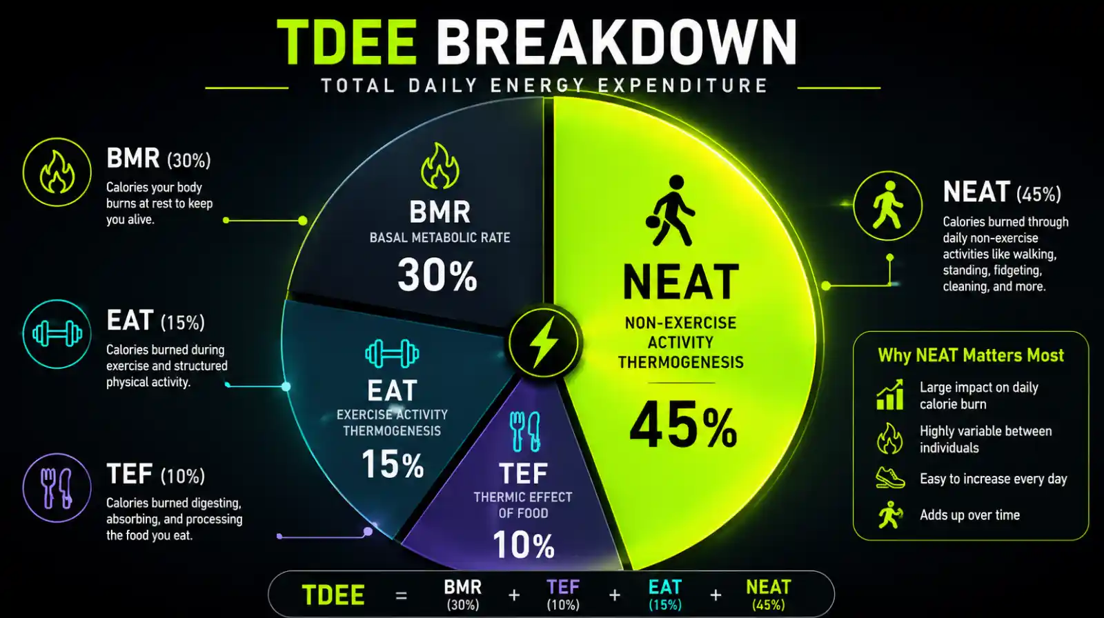 TDEE breakdown infographic highlighting NEAT as the largest segment