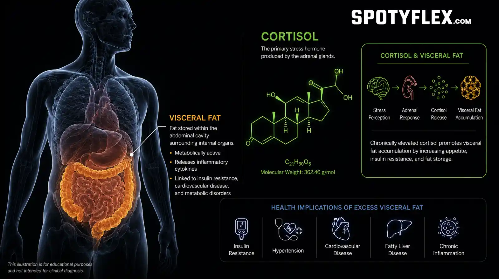 Cortisol and visceral belly fat diagram