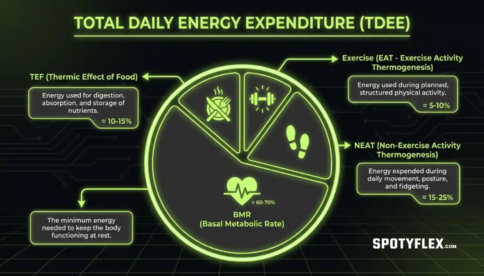 Infographic breaking down Total Daily Energy Expenditure into BMR, NEAT, TEF, and exercise components
