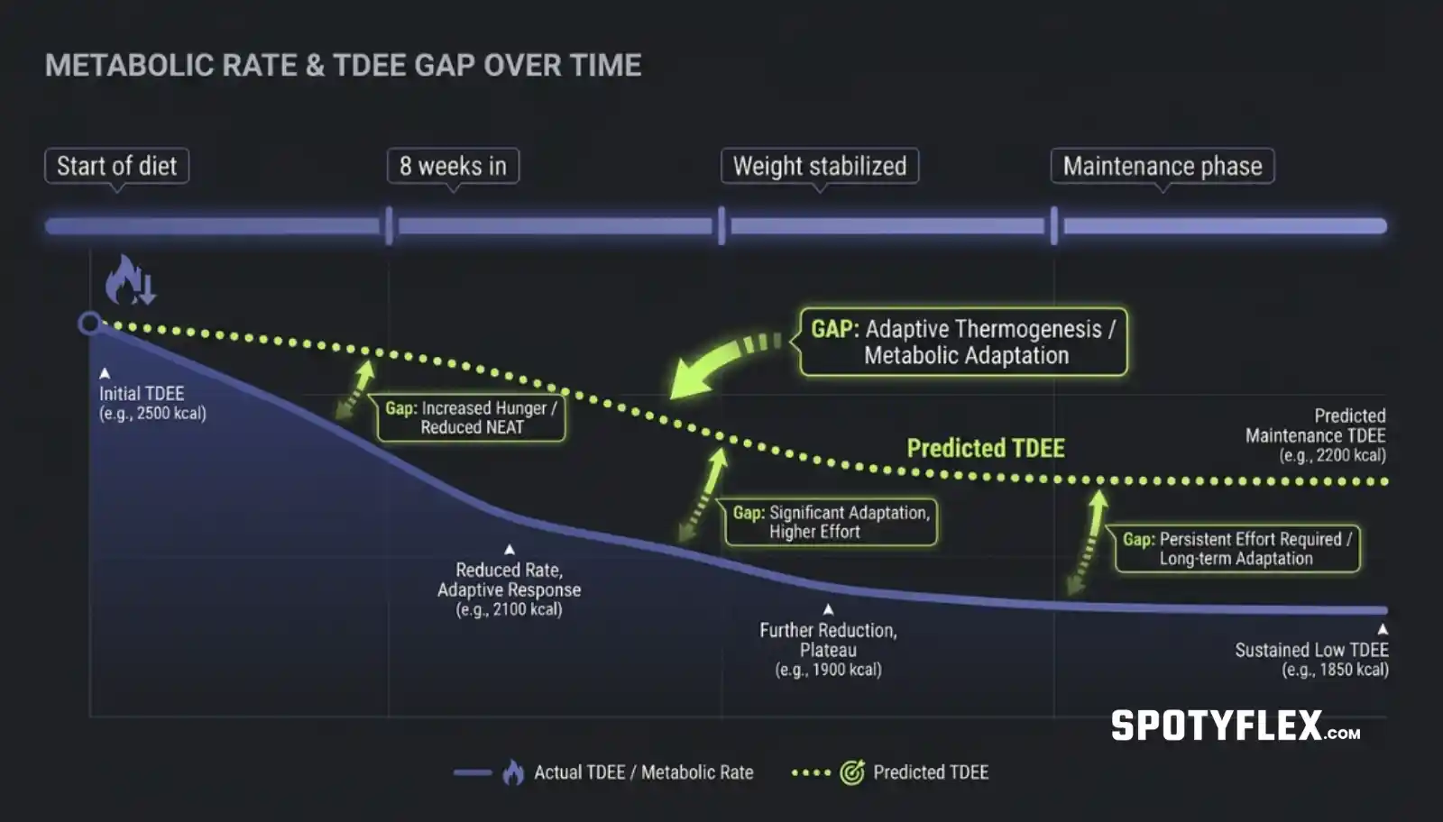 Timeline graphic illustrating adaptive thermogenesis and how metabolic rate adjusts gradually during and after a weight loss phase
